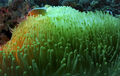 pink or skunk anemone fish & Magnificent anemone