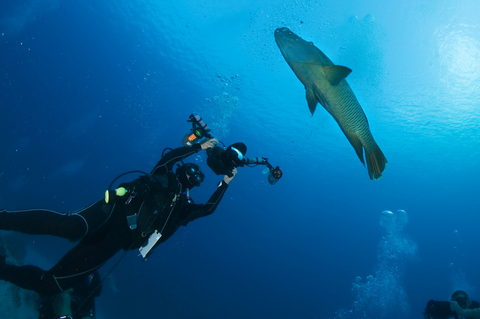 Humphead wrasse