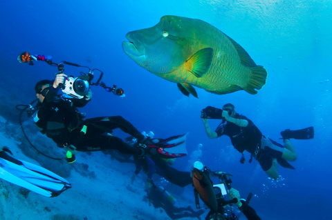 Humphead wrasse