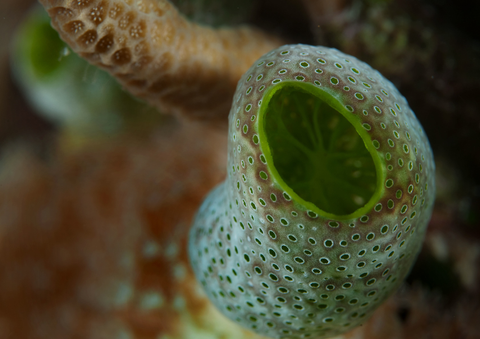 Urn Ascidian or Green Barrel Sea Squirt