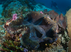 Giant clam