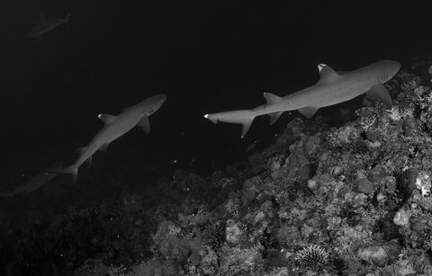 Whitetip reef shark