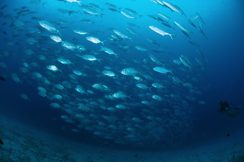 Giant Trevally