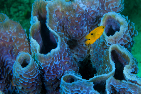 Juvenile three spot damselfish & Azure vase sponge