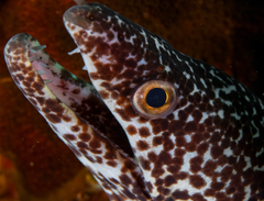 Spotted Moray eel