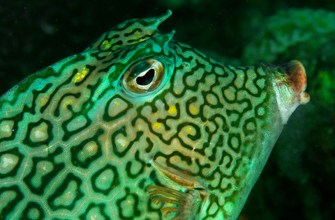 Honeycomb cowfish