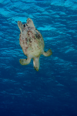 Hawksbill turtle