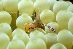 Giant caribean sea anemone & Spotted Cleaner Shrimp