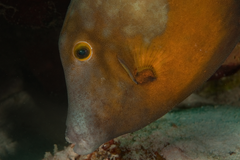 Whitespotted filefish