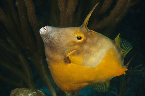 Whitespotted filefish