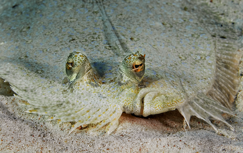 Peacock Flounder