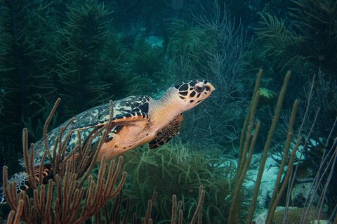 Hawksbill turtle