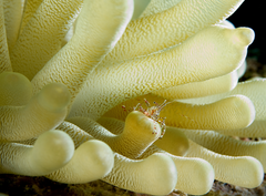 Giant caribbean sea anemone