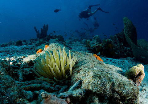 Giant caribbean sea anemone