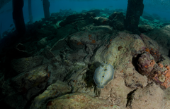 Peacock Flounder