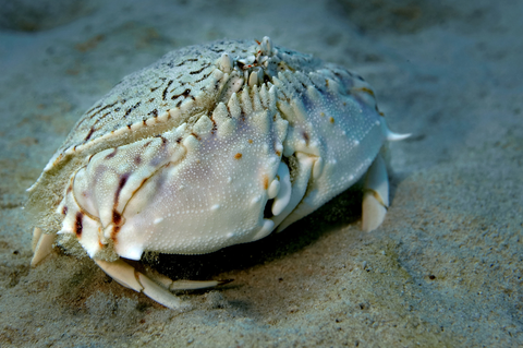 Flame box crab or shamefaced crab